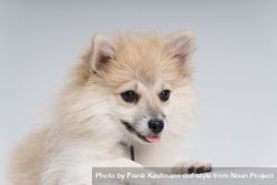 Portrait of adorable Pomeranian dog in studio shoo  0v3XoB
