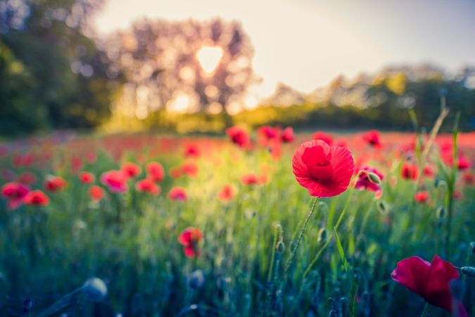 Red flowers growing outside at sunset