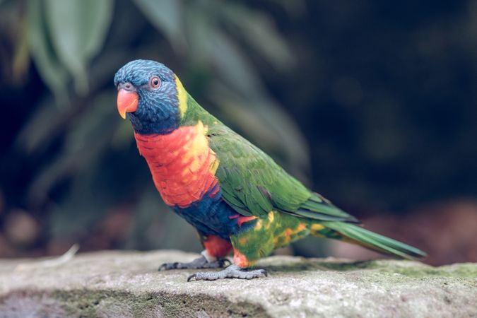Exotic colorful parrot in nature