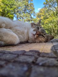 A cat’s afternoon nap