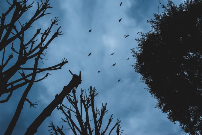 Bare trees under blue sky