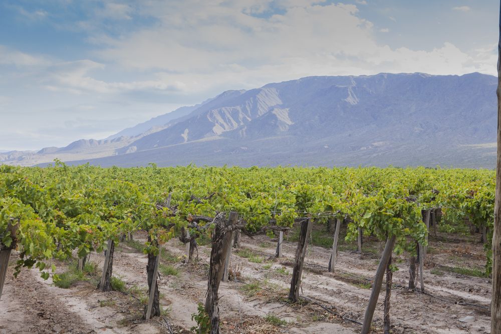 Even rows of vineyard in valley in fine weather