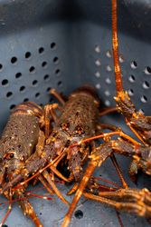 Alive lobsters on a box on a fishing boat