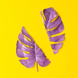 Purple split painted tropical leaf on yellow background