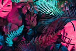 Creative layout made of colorful tropical leaves