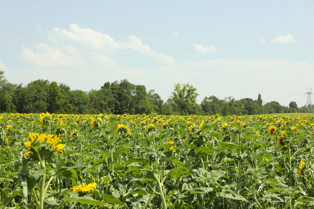 Sunflower field. Agriculture business. Farming. Autumn harvest