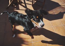 Bernese dog in motion outside