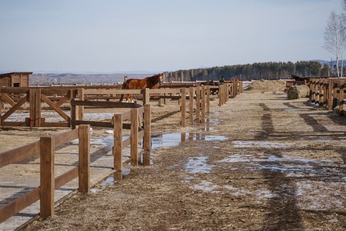 Brown horse in snaffle behind wooden fence