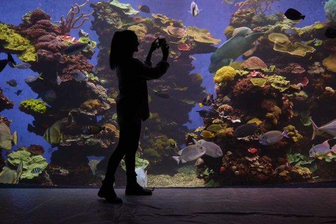Anonymous woman taking photo of aquarium with fish on smartphone