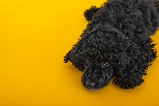 Close up of cute poodle dog relaxing in yellow room