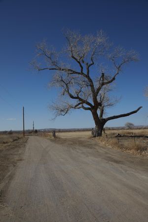 Single tree on a quiet road near Bernailillo, New Mexico