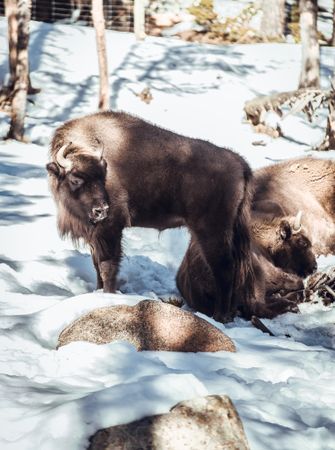 Buffaloes pasturing between trees and snow