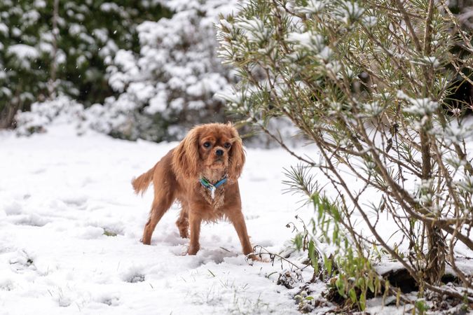 Cavalier spaniel playing in the snow outside