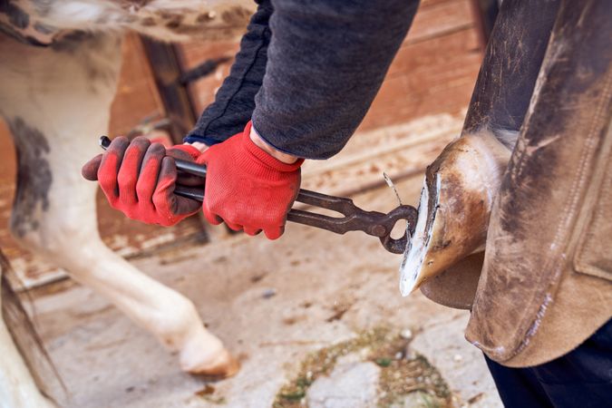 Blacksmith changing horseshoe to the leg of a horse using bald lime hammer pliers