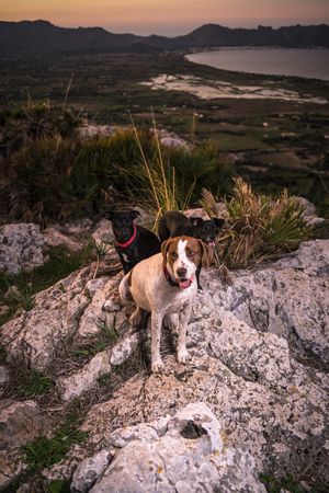 Cute dogs in stony terrain