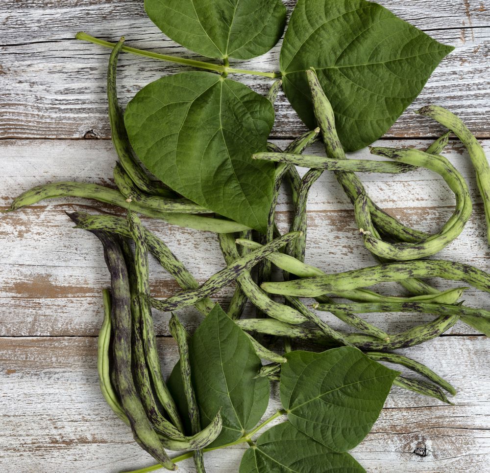 Filled frame of green rattlesnake pole beans freshly harvested on wood