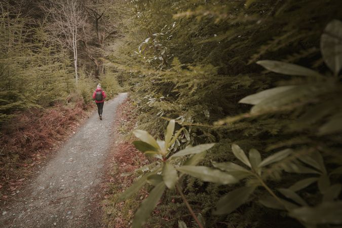 Traveler walking on forest trail