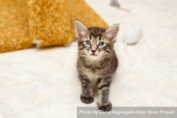 Small cute kitten on floor looking at camera with toys in background 5kom35