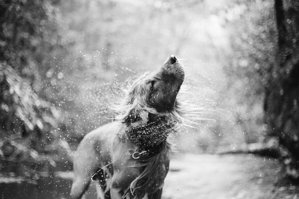 Greyscale photo of dog in river