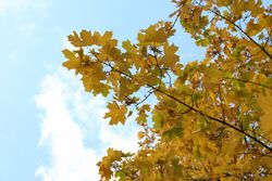 Trees with yellowed leaves against blue sky. Autumn landscape