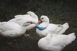 Bird helping other bird with lastic waste on bird neck