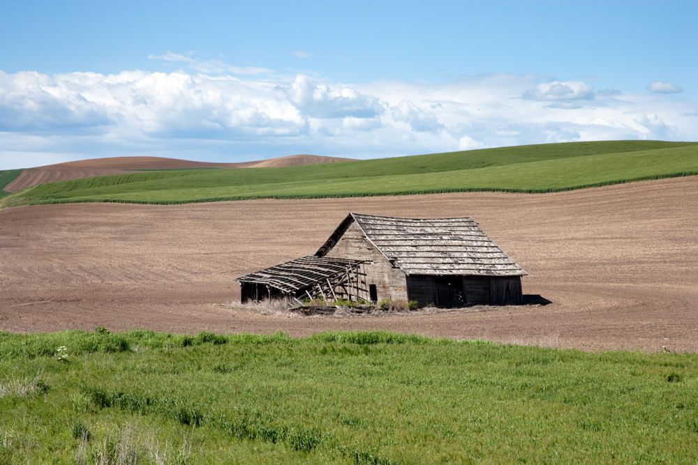 Collapsing barn in a field, rural Idaho