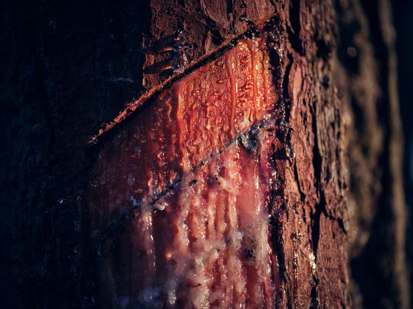 Tree trunk with natural resin