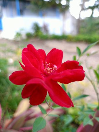 background with red flowers