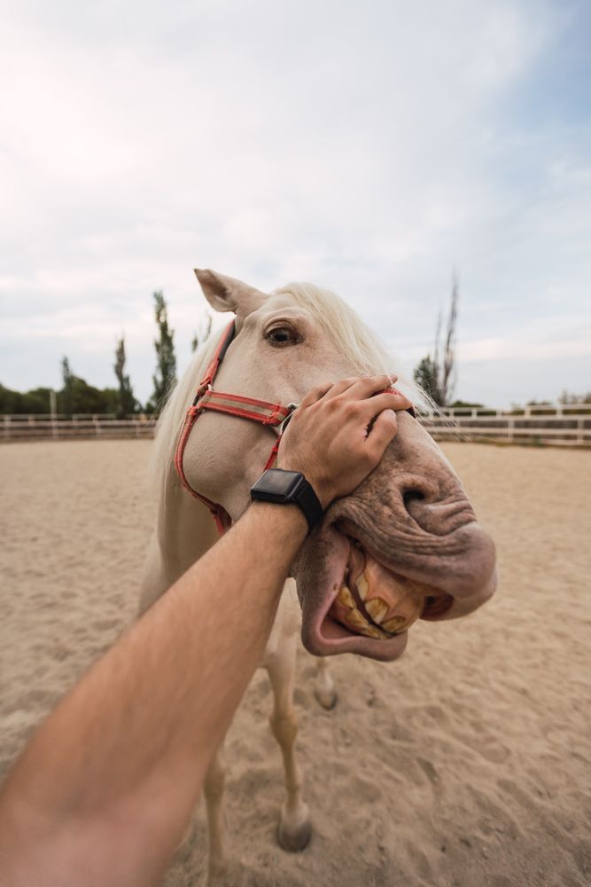 Man petting nose of horse at paddock