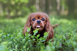 Portrait of cavalier spaniel sitting in green foliage