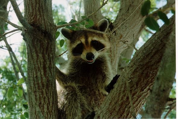 Raccoon in tree