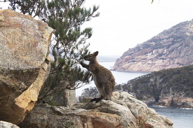 Kangaroo munching on branch