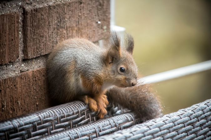 Squirrel