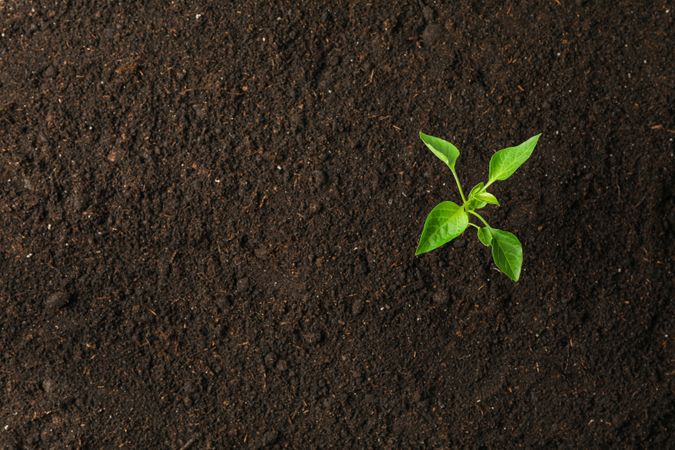 Green sprout in soil, space for text and top view. Environmental protection. Agriculture