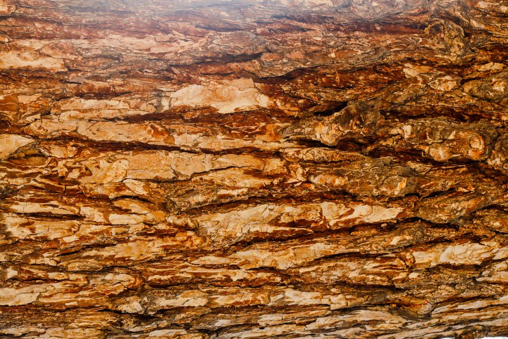 Texture of brown tree bark