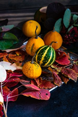 Autumn gourds on trey of red leaves