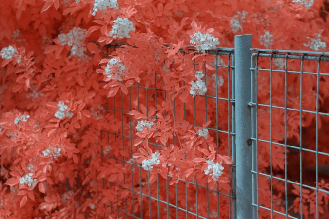 Infrared leaves near lumber fence