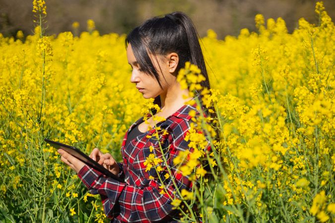 Agricultural technical engineer inspecting a rapeseed agricultural field