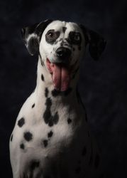 Calm adult interested Dalmatian dog
