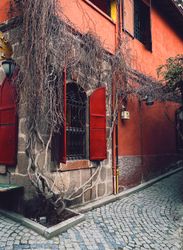 Wooden wines growing on red building