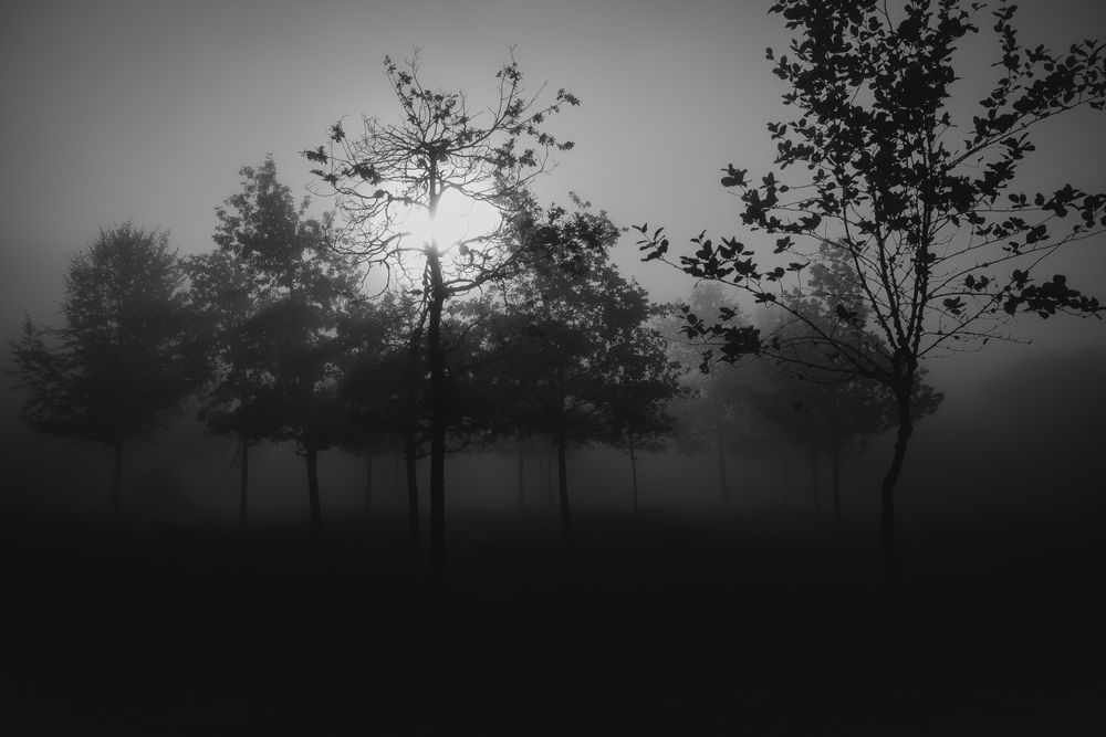silhouettes of misty forest in light