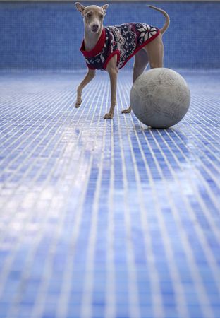Italian greyhound dog playing in the pool with a ball