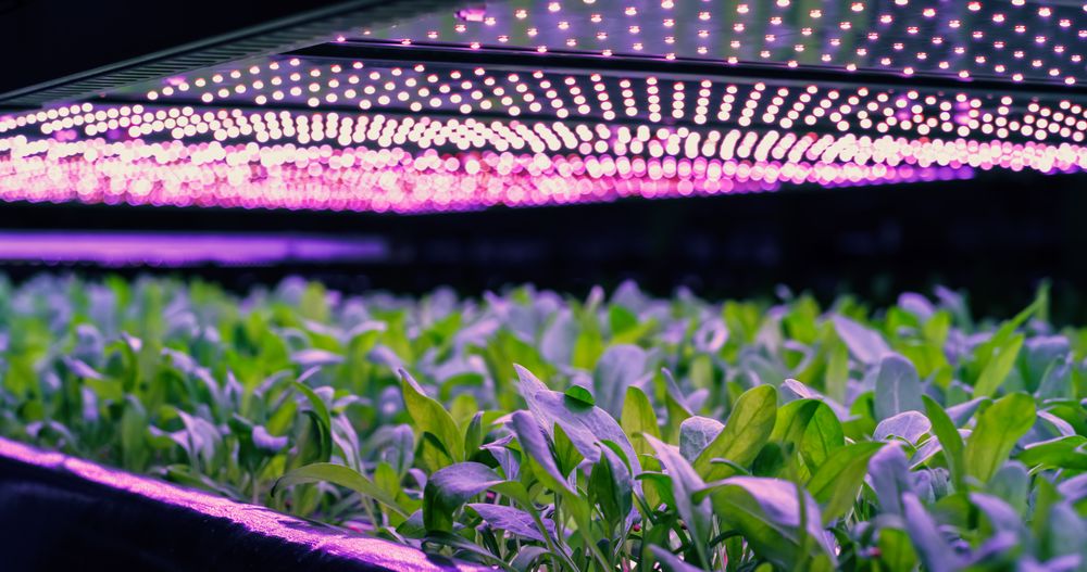 Vertical Farming Rack with Green Plants Growing in Hydroponics System. LED Lamps Producing Ultraviolet Artificial Sunlight. Modern Agriculture Technology with Sustainable Use of Green Energy.