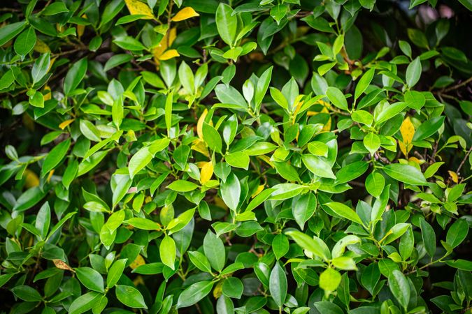 Green small leave texture background