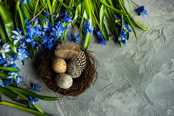 Spring floral card concept with scilla flowers with nest with eggs