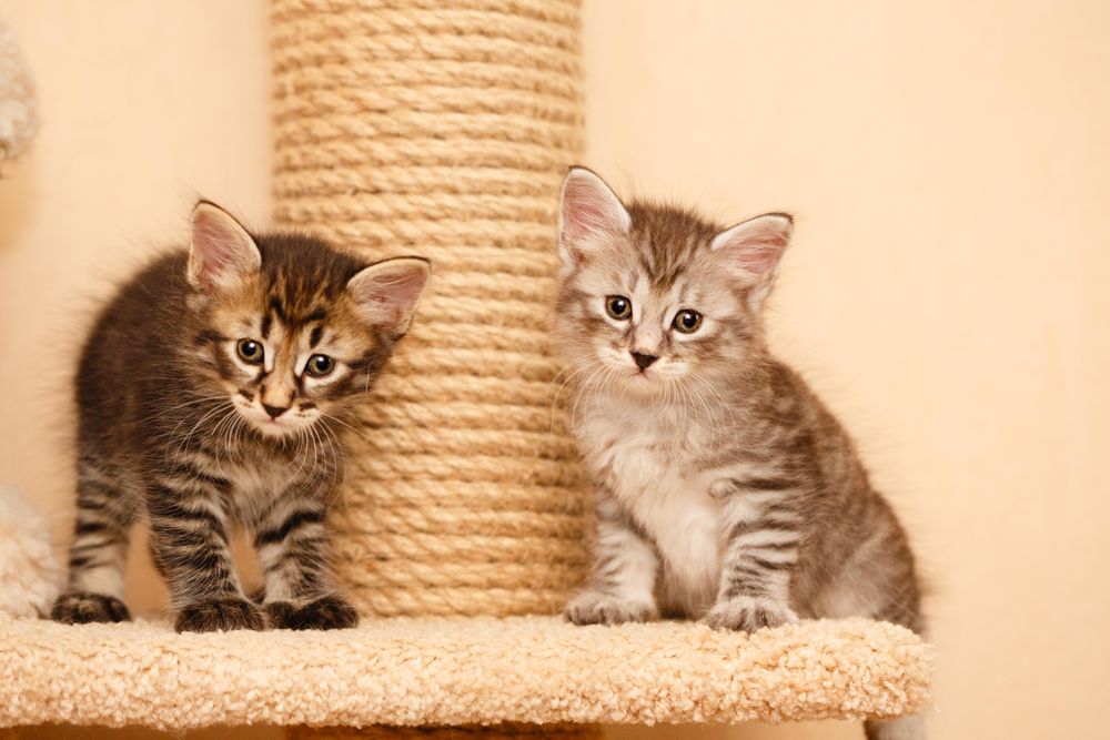 Adorable kittens next to scratching post