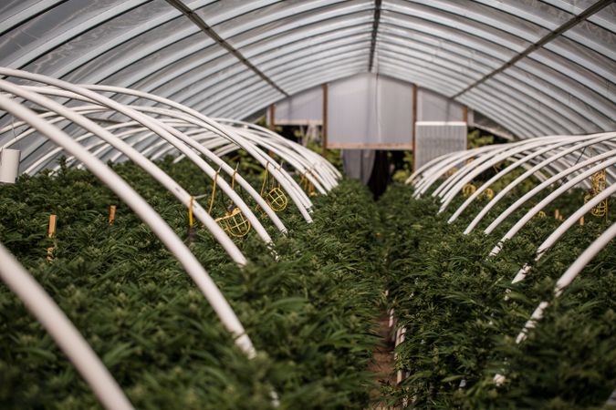Rows of marijuana plants in a green house
