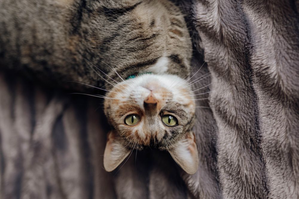Cat lying on comfortable bed