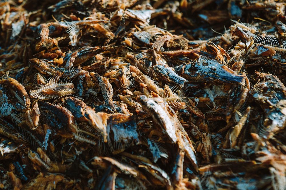 Heap of eaten fish bodies