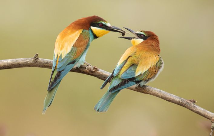 Wonderful bright birds with dragonfly on twig
